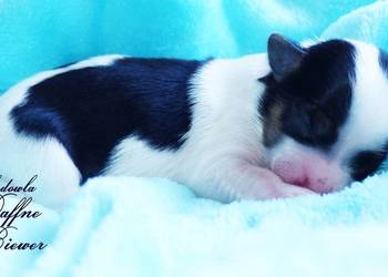 York Biewer Yorkshire Terrier