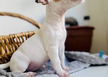 Urocza sunia Jack Russell Terrier / Rodowód