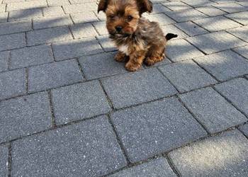 York terrier chłopczyk