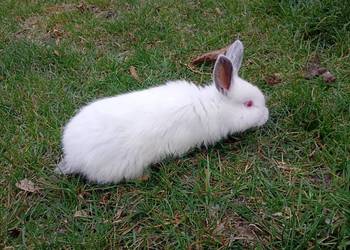 Króliki młode