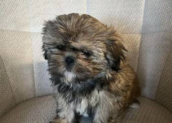 Szczeniak Shih tzu