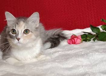 Koty Syberyjskie - MAGIA ZKolakowegoDomu*PL