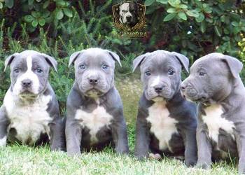 American Staffordshire Terrier - samiec Blue