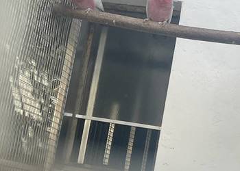 Kakadu rozowe samiczka 0.6.2025