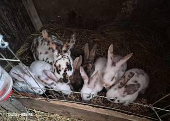 Króliki rex trójbarwny