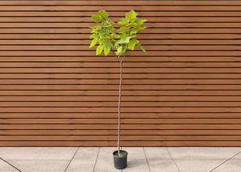 Surmia pośrednia 'Purpurea', wys. 180-230 cm, szczep. 120-160 cm