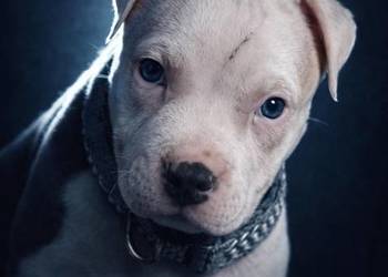 American Staffordshire Terrier Pies