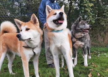 (FCI) Akita inu pręgowana