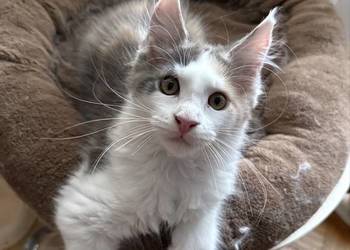 Kocięta Maine Coon do odbioru i rezerwacji