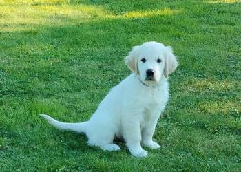 golden retriever szczeniaki