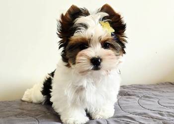 Śliczny maluszek piesek BIEWER Yorkshire Terrier Do odbioru Yorki