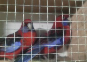 Rozelle krolewskie/para lęgowa