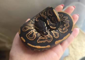 Pyton królewski, Black Pastel poss OD het pied.