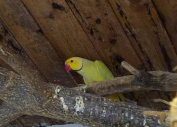 Sprzedam aleksandrettę