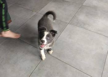 Border collie suczka blue