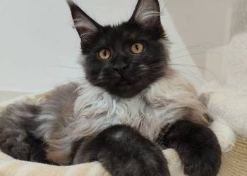 Kotka Maine Coon Nera