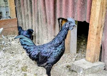 Sprzedam parę kur ayam cemani