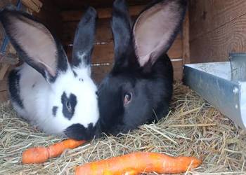 Sprzedam 2 samce srokacz niemiecki