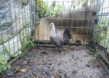 Kurki liliputki - 6 kurek w różnych barwach