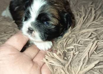 Suczka Shih-tzu