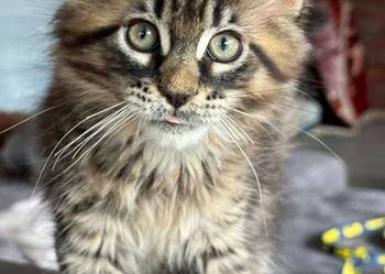 Kocięta Maine coon