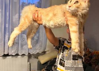 Gandalf cudowny Maine Coon