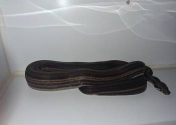 Boa BCI Samiec CA MOTLEY INCA LEOPARD 50% pos dh Albin T+ prodigy/nicaragua