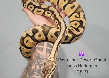 Pyton królewski pastel het DG poss Harlequin