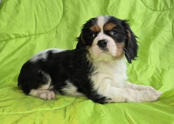 Cavalier King Charles Spaniel piesek