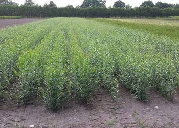 LIGUSTR 0,70 gr/szt, Liguster Żywopłot Sadzonki 30-40 cm