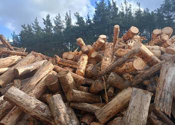 drewno opałowe - okrąglak