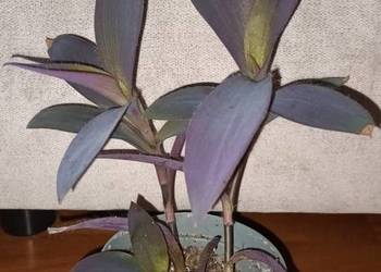 Setkrezja purpurowa, trzykrotka, nr 4, wys. 28cm