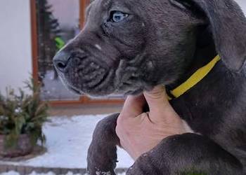 Cane Corso siczka
