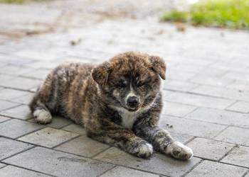 AKITA INU JAPOŃSKA ZKwP/FCI szczeniak suczka pręgowana RED BRINDLE/ BRINDLE