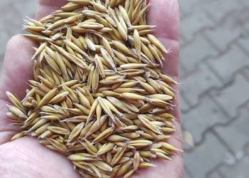 Owies ok. 2,5-3 tony, zbiór 2025, lubelskie - Kock