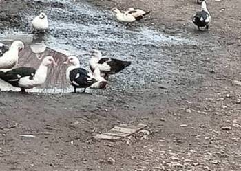 Sprzedam kaczki Francuskie