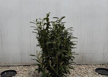 Laurowiśnia "Genolia" 80-100cm