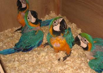 Ararauna oswojona ręcznie karmiona