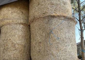 Sprzedam słomę pszenna/owsianą