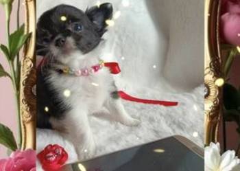 Chihuahua dziewczynka długowłosa suczka