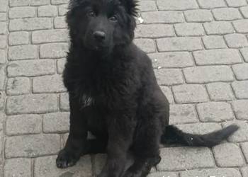 szczeniaki owczarki niemieckie długowłose ZKwP FCI