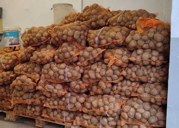 Ziemniaki VINETA od Producenta ! ! !  PROSTO Z POLA ! ! !