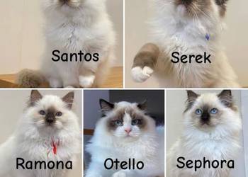 Kocurek ragdoll  prawdziwy międzynarodowy rodowód