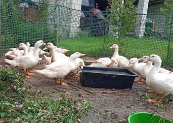 Sprzedam Kaczki tuszka Kaczka Ekologiczna od Rolnika