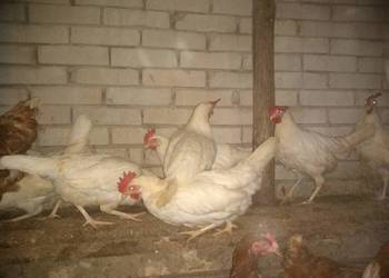 Kury nioski Leghorn Kraków okolice transport całe małopolskie