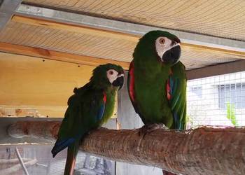 Ara severa para lęgowa