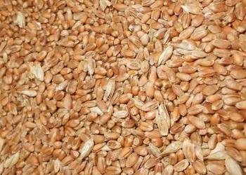 Pszenica zbiór 2025