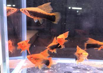 Mieczyk Tuxedo delta