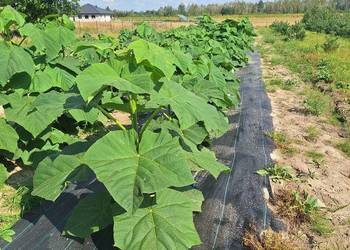 Paulownia Shan Tong w doniczkach p9 I korzeń jednoroczny Paulownia Shan Tong w doniczkach p9 I korzeń jednoroczny