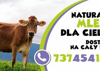 mleko  dla cieląt bez  biegunek bez problemów